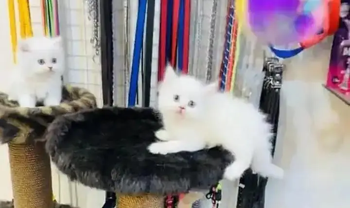 (Persian female kitten) (for sale all) (Pakistan delivery available) — photo 3