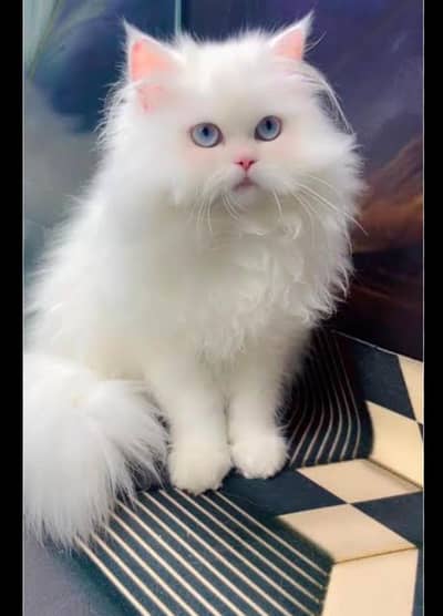 persian kittens|triple Coated|Piki Face kittens_cute|fluffy cat/peki