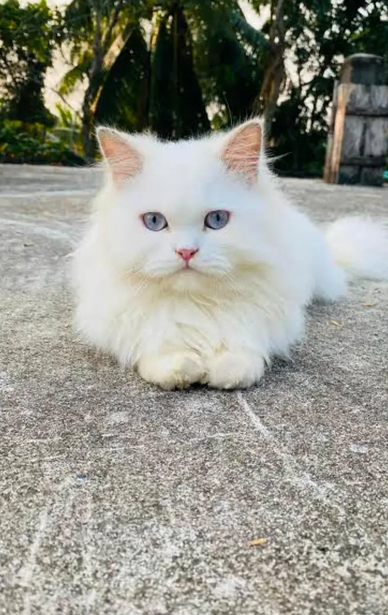 persian kittens|triple Coated|Piki Face kittens_cute|fluffy cat/peki — photo 3