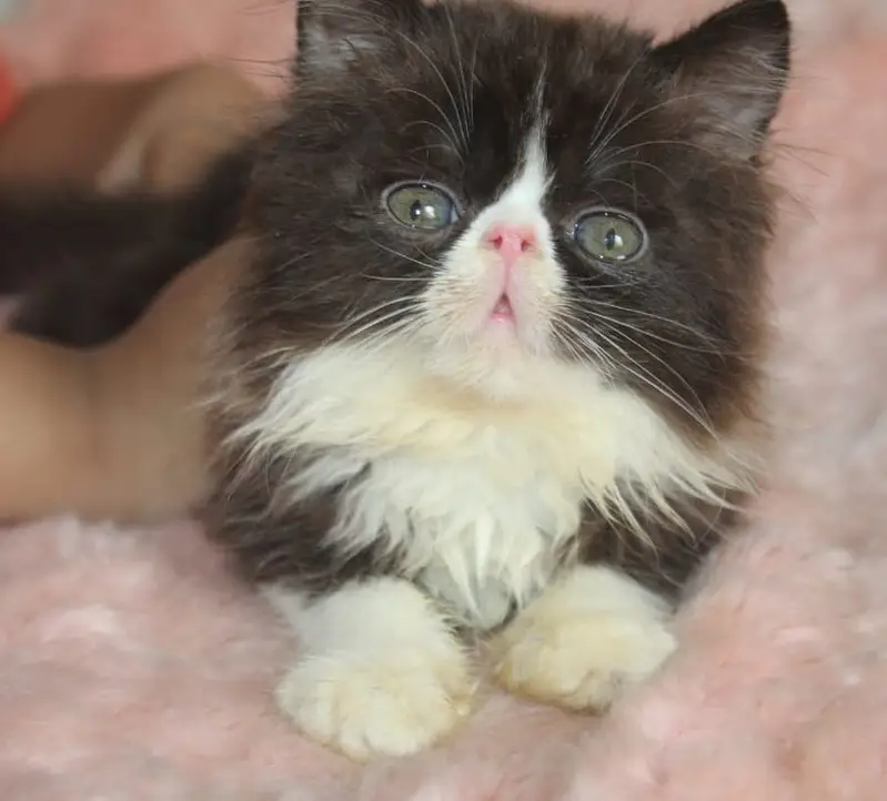 persian kittens|triple Coated|Piki Face kittens_cute|fluffy cat/peki — photo 4