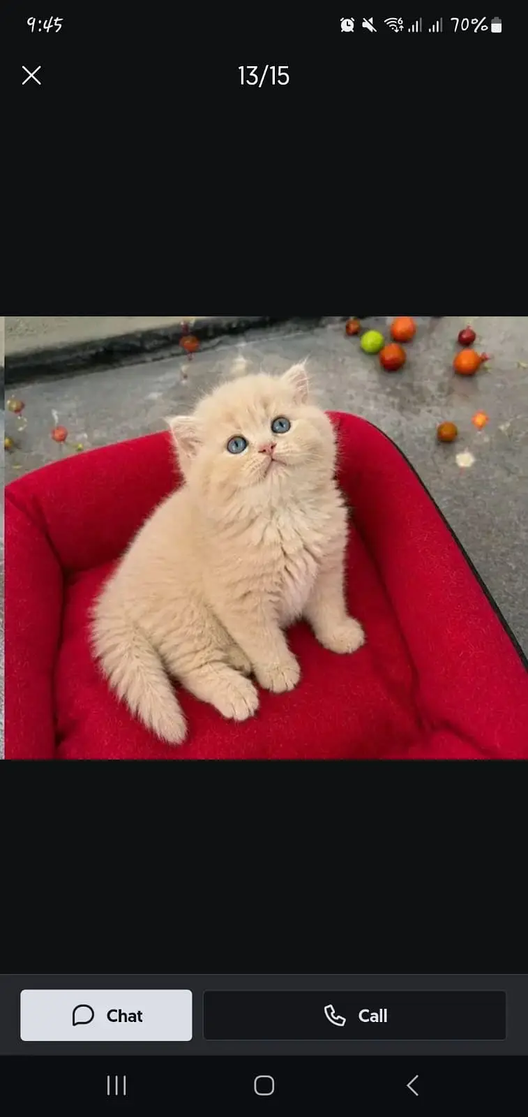 persian kittens|triple Coated|Piki Face kittens_cute|fluffy cat/peki — photo 6