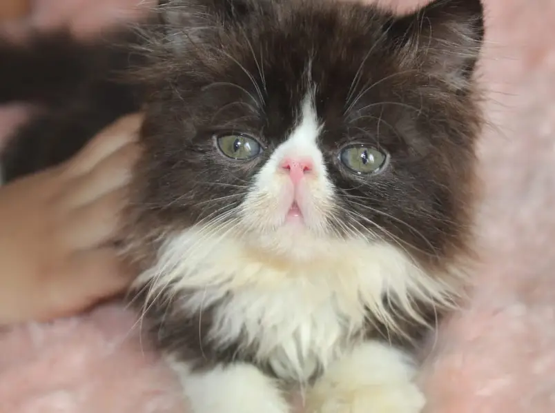 persian kittens|triple Coated|Piki Face kittens_cute|fluffy cat/peki — photo 7