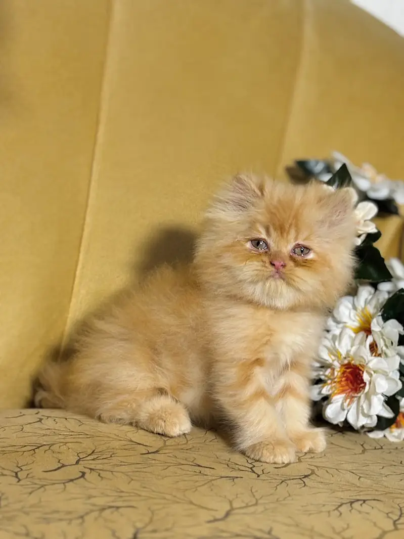 persian kittens|triple Coated|Piki Face kittens_cute|fluffy cat/peki — photo 9