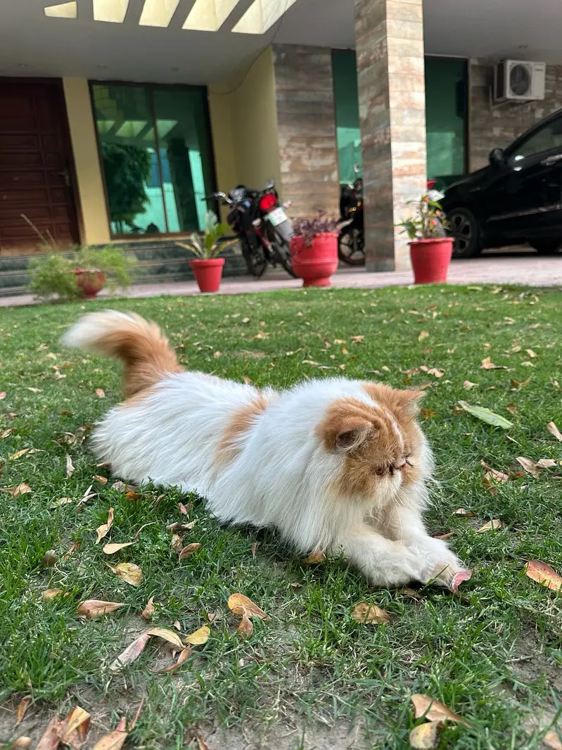 persian kittens|triple Coated|Piki Face kittens_cute|fluffy cat/peki — photo 10