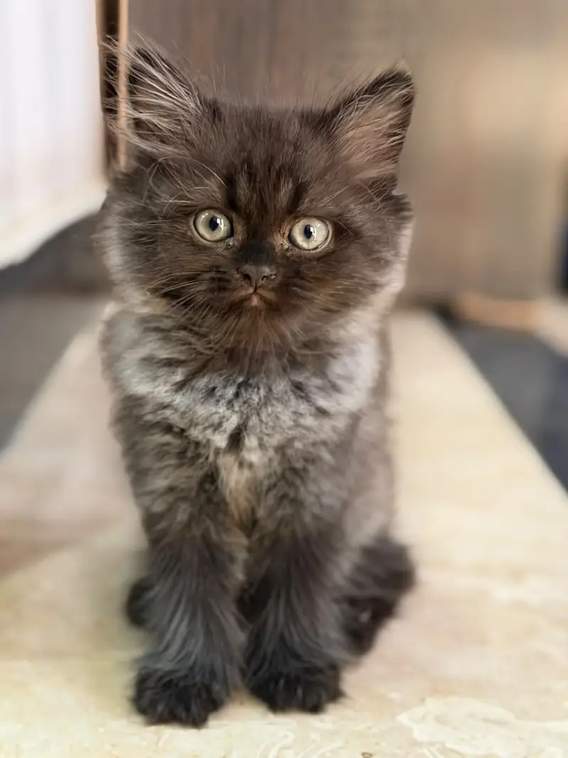 persian kittens|triple Coated|Piki Face kittens_cute|fluffy cat/peki — photo 11