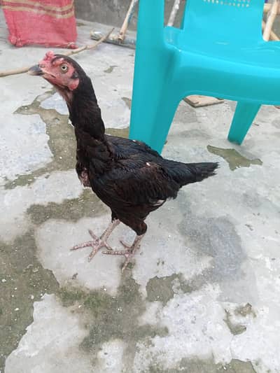 hens for urgent sale