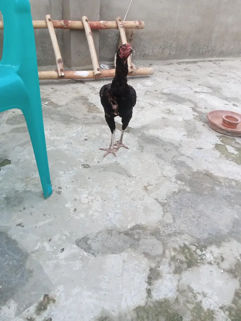 hens for urgent sale — photo 2