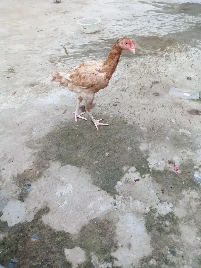 hens for urgent sale — photo 3