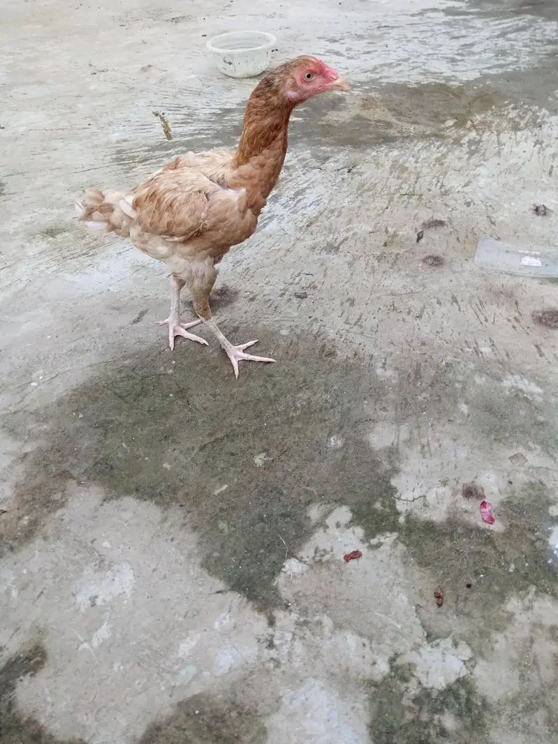 hens for urgent sale — photo 4