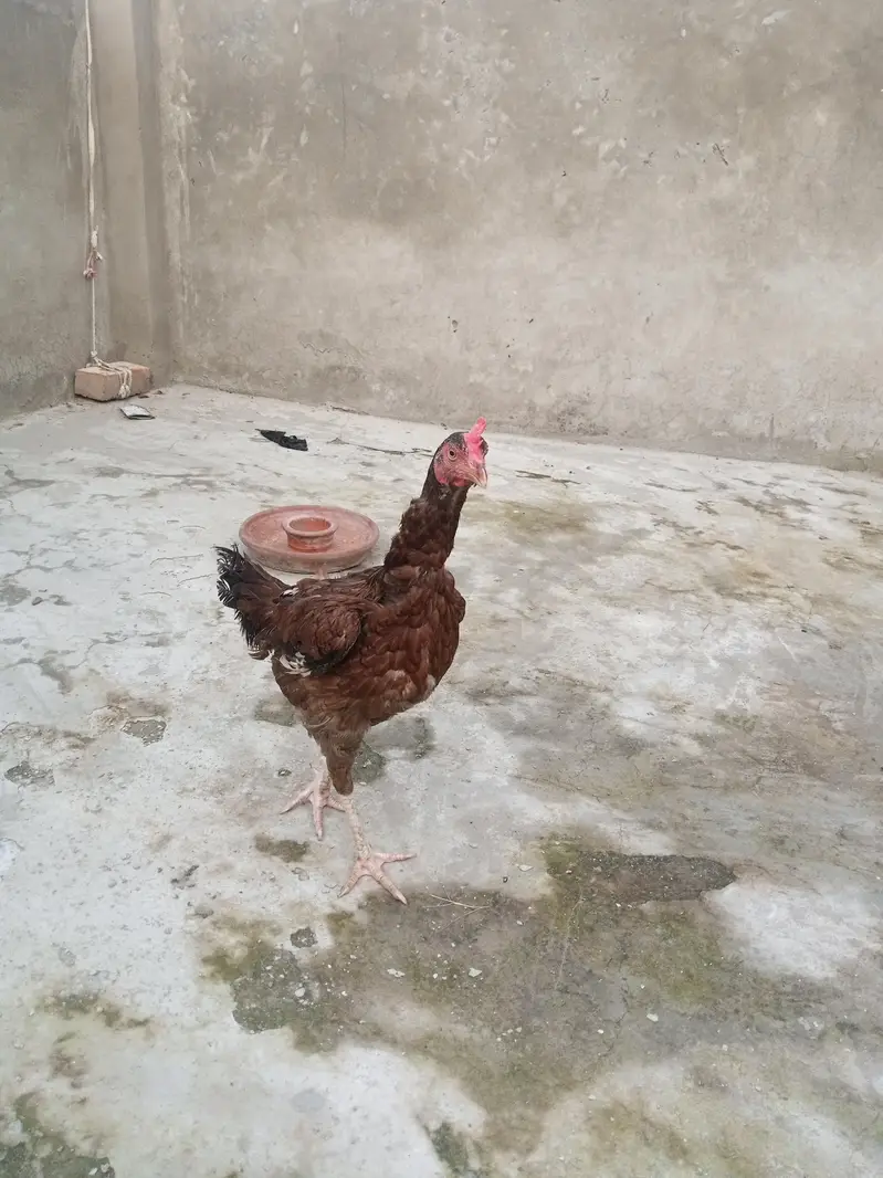 hens for urgent sale — photo 5