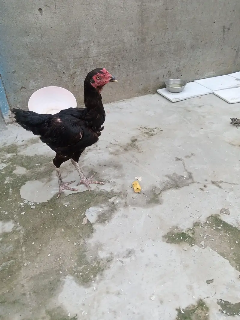 hens for urgent sale — photo 7