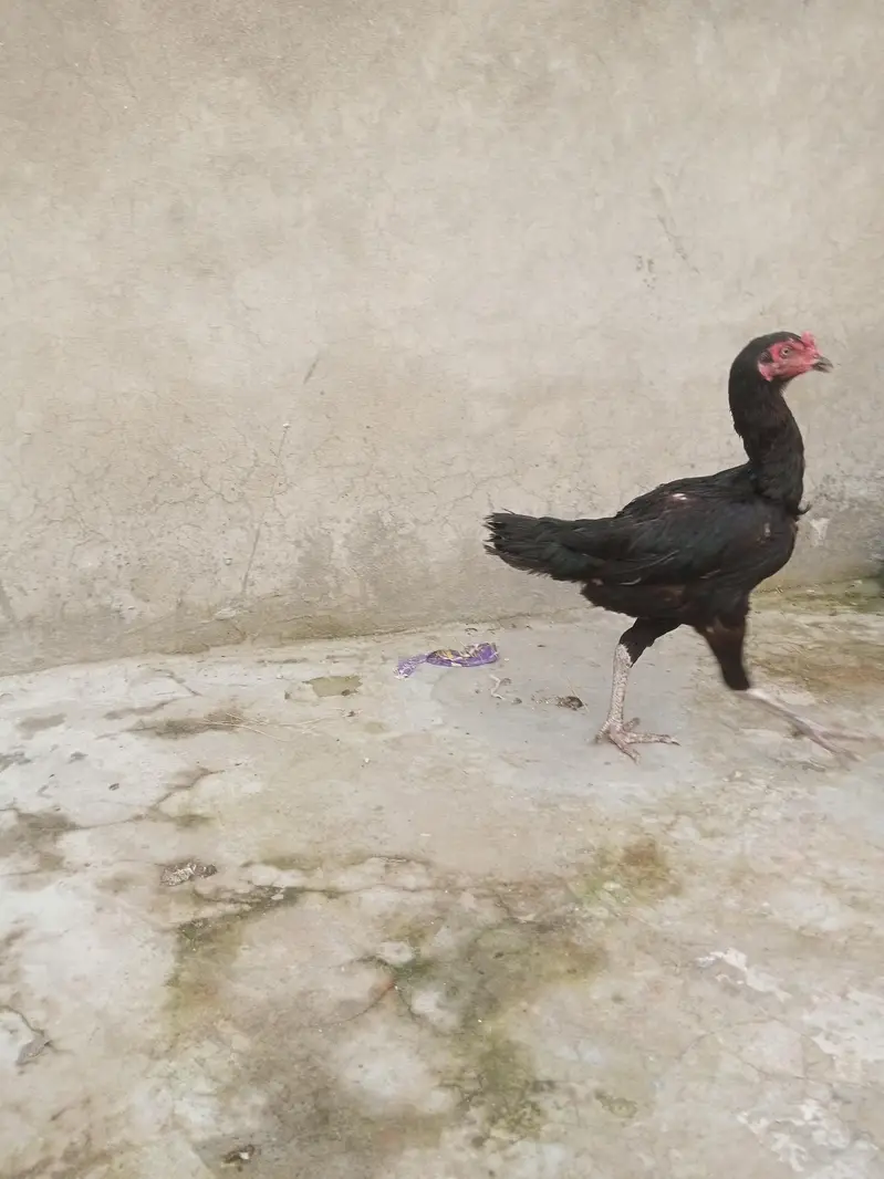 hens for urgent sale — photo 8