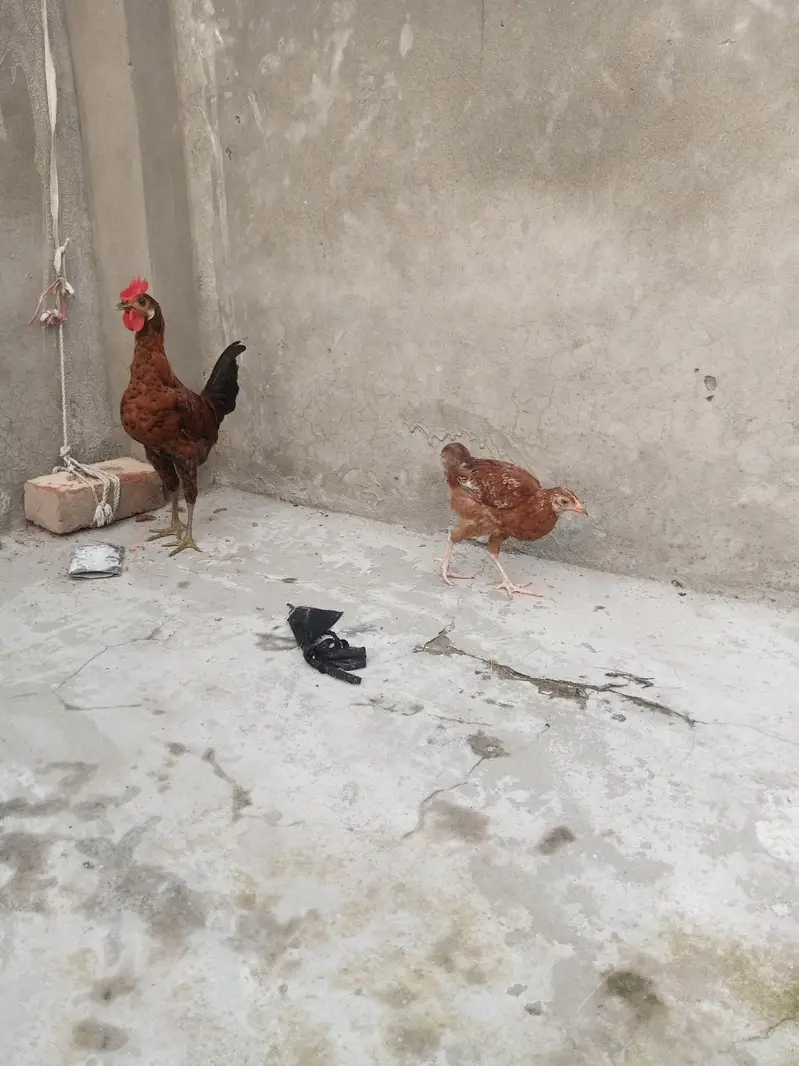 hens for urgent sale — photo 9