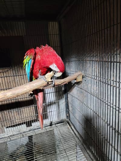 GREEN WING MACAW FOR SALE
