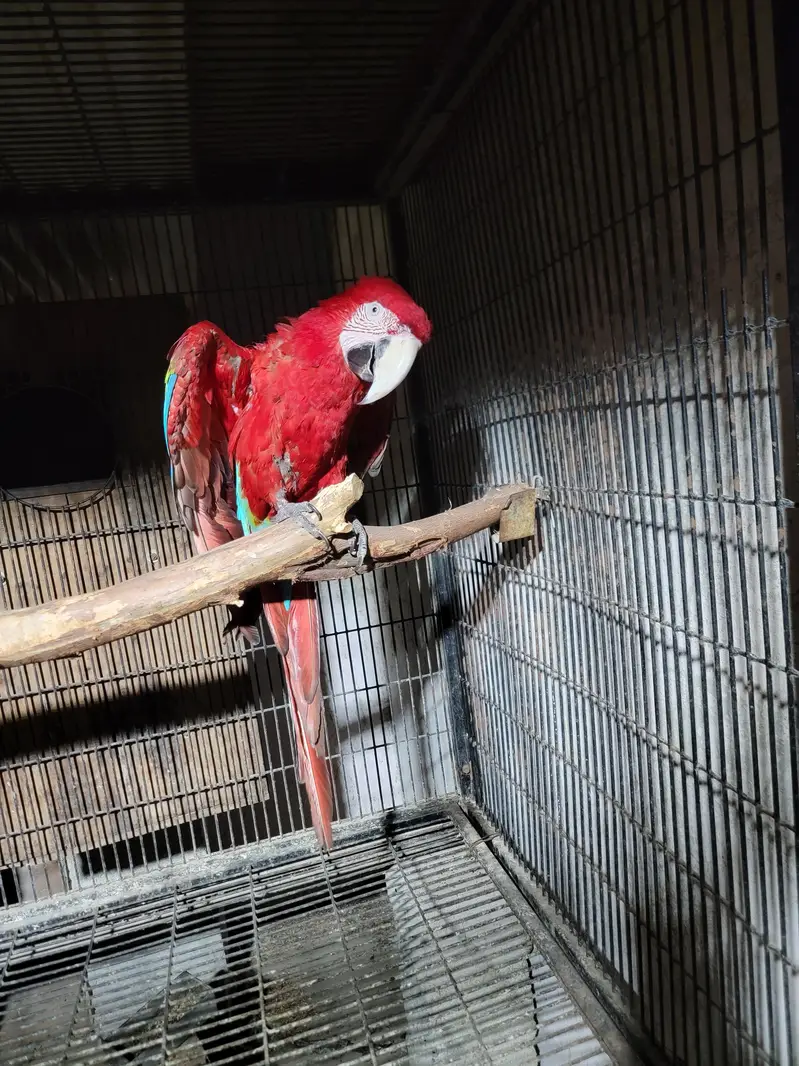 GREEN WING MACAW FOR SALE — photo 2