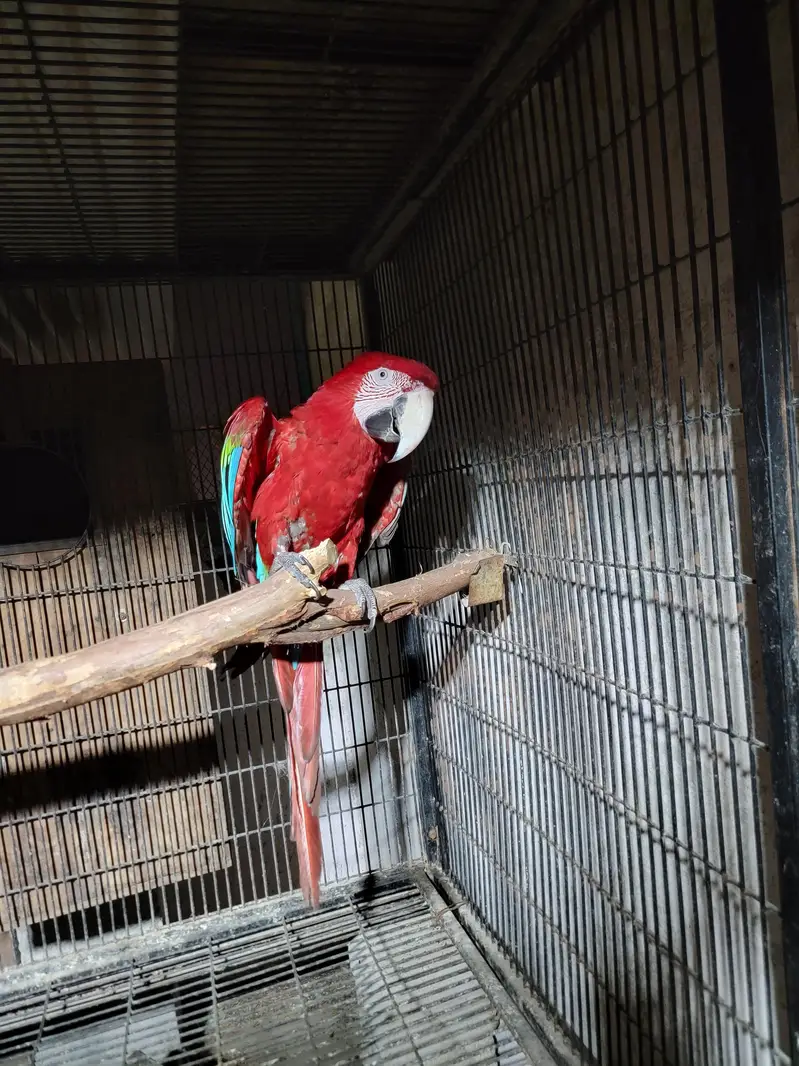 GREEN WING MACAW FOR SALE — photo 3