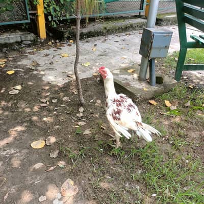 mianwali aseel pair for sale