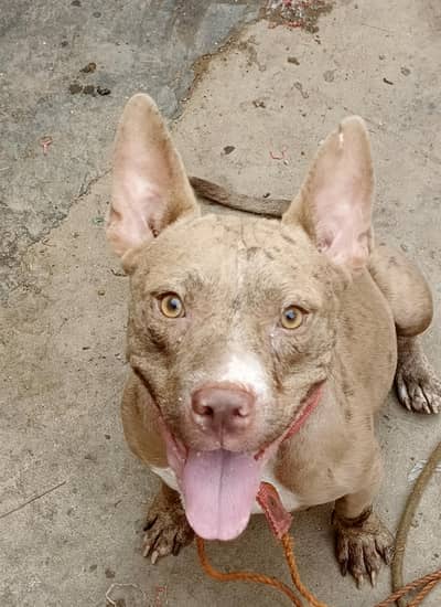 Red Merle American Bully (Exotic Size)