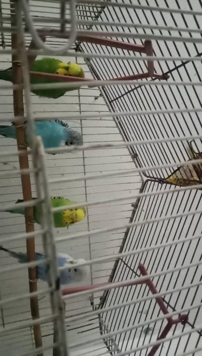 Budgies Parrots  2 pairs for sale