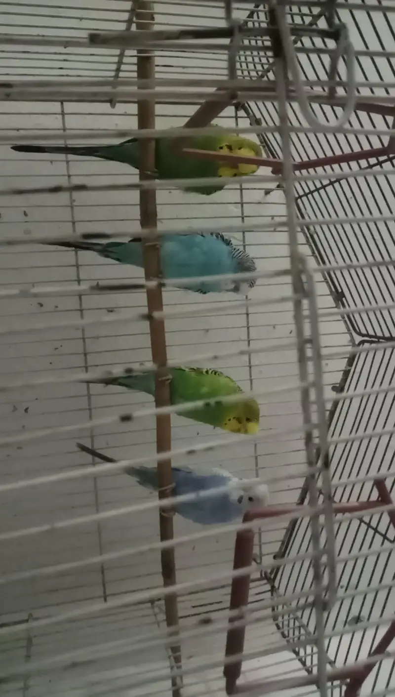Budgies Parrots  2 pairs for sale — photo 2