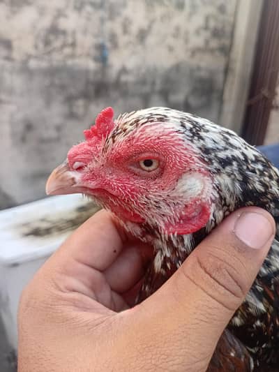 pure miawali aseel female