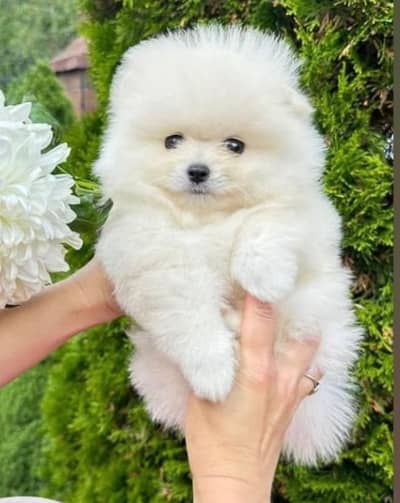 Pomeranian puppies 0313*9363*417