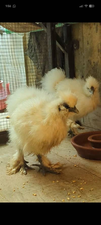 silkie chicks