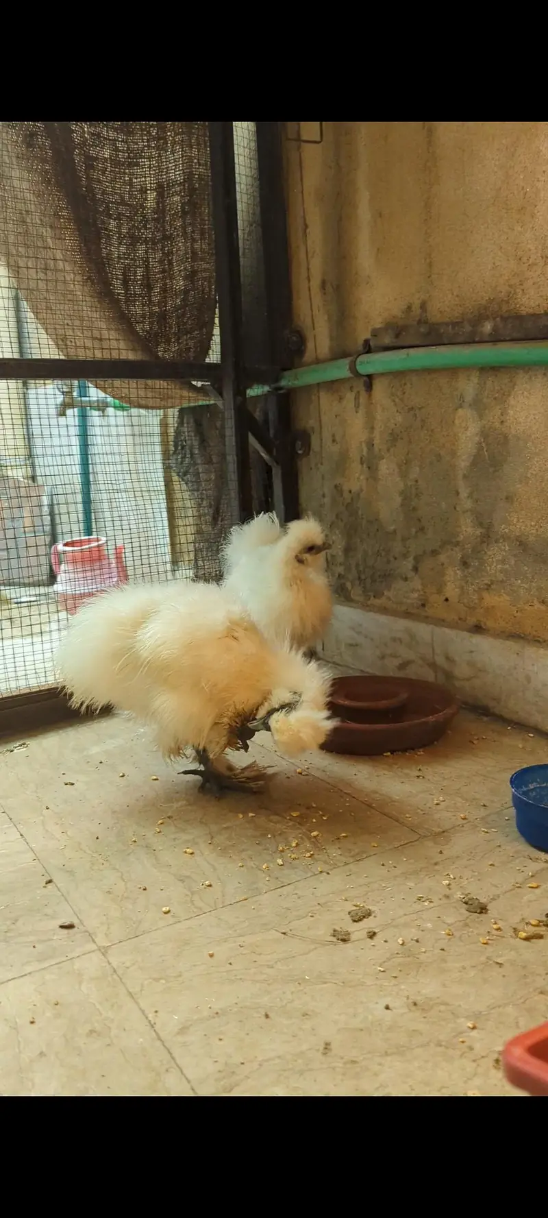 silkie chicks — photo 2