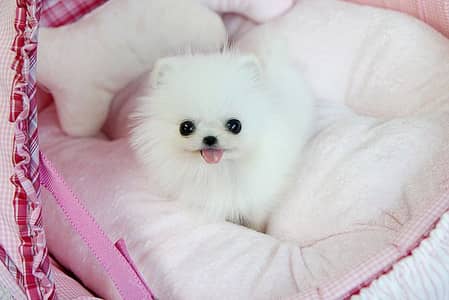 Pomeranian puppies 92@313@9363417