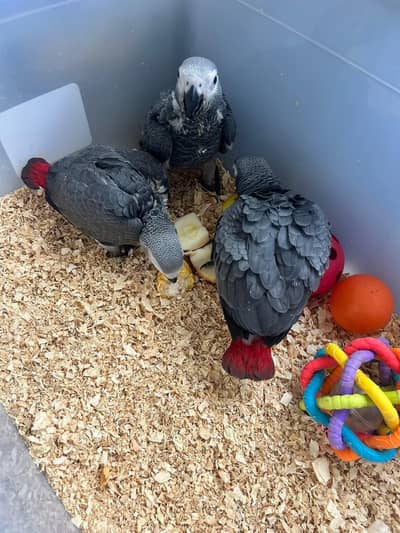 African grey parrot chicks for sale 0335/4887/932