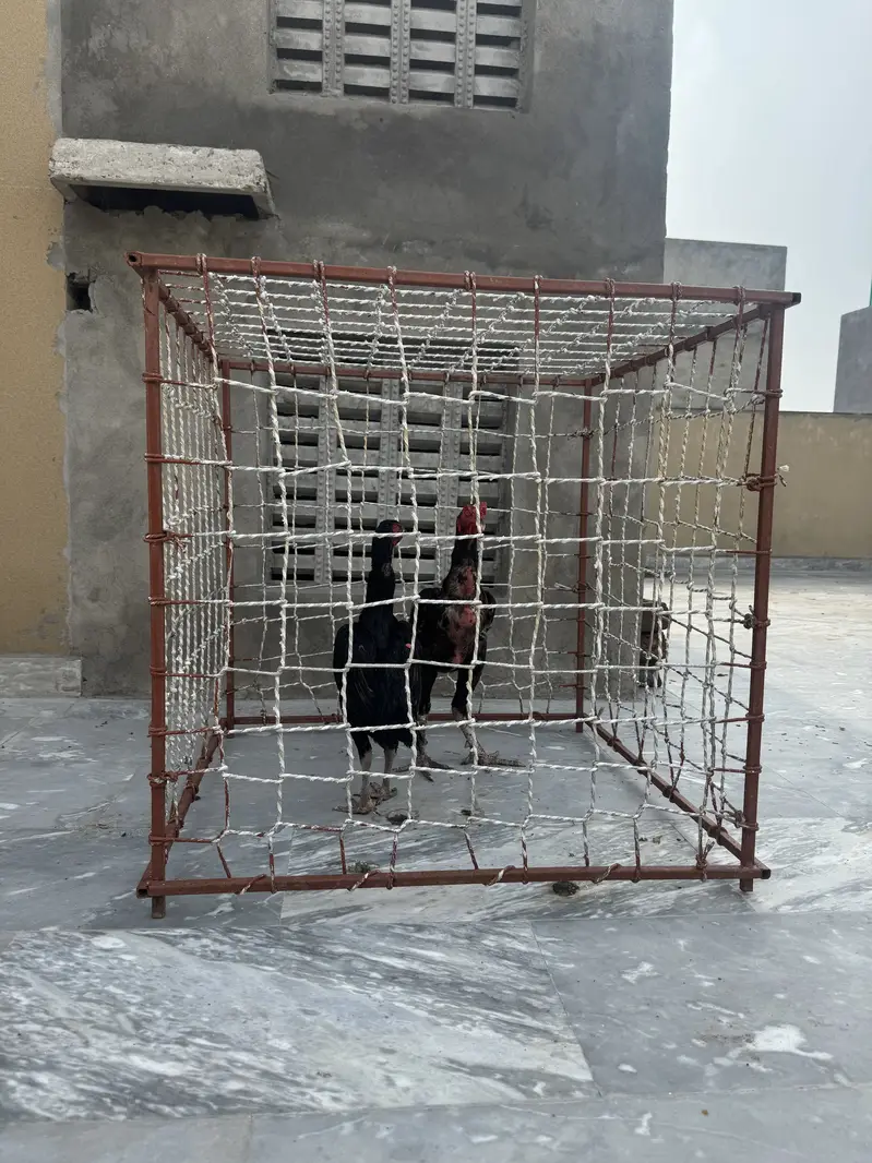 Aseel cage pinjra — photo 2