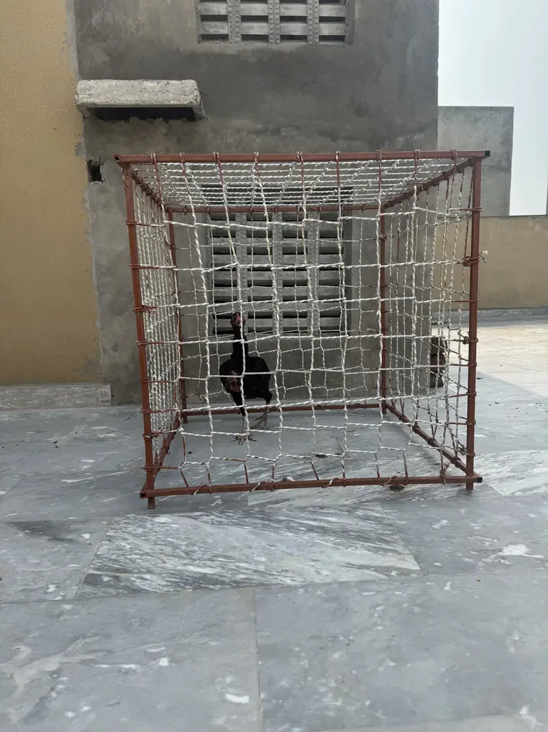 Aseel cage pinjra — photo 5