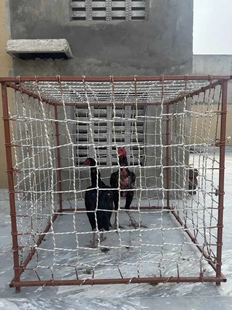 Aseel cage pinjra — photo 7