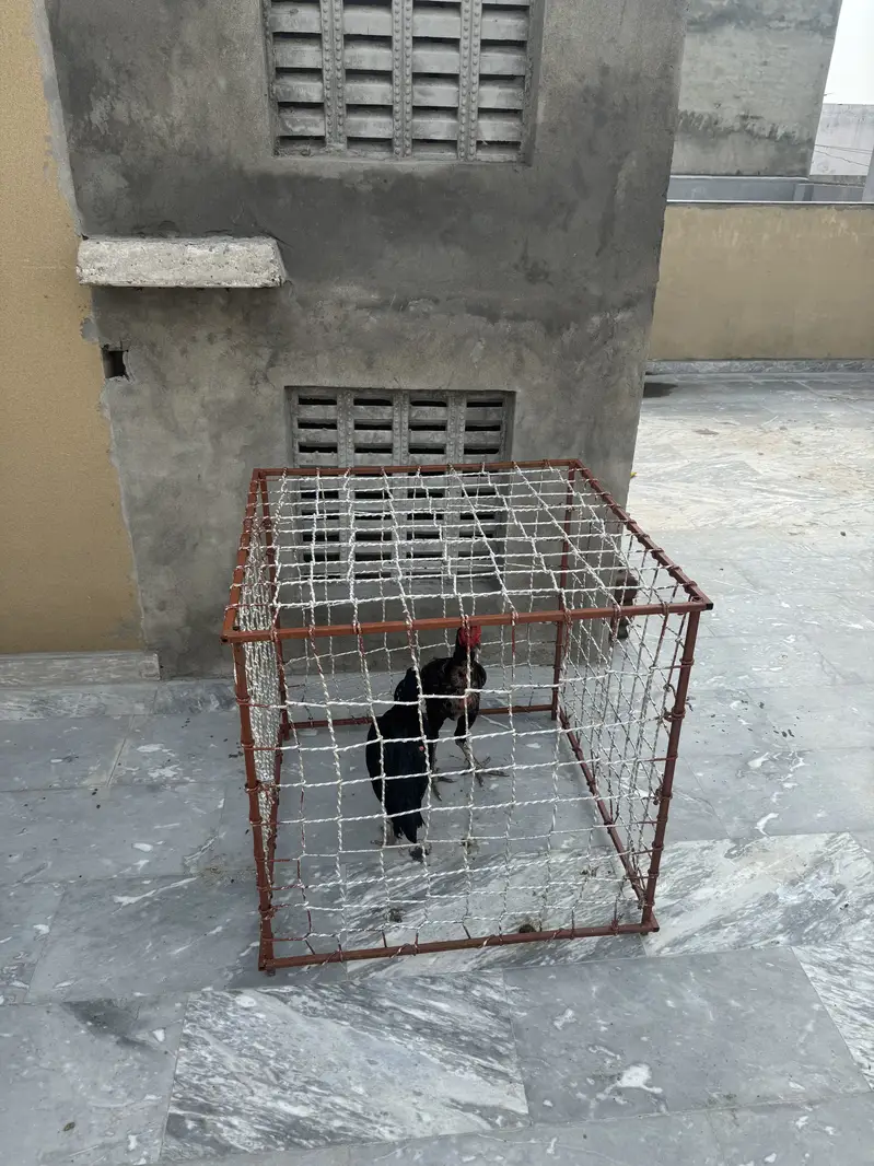 Aseel cage pinjra — photo 9