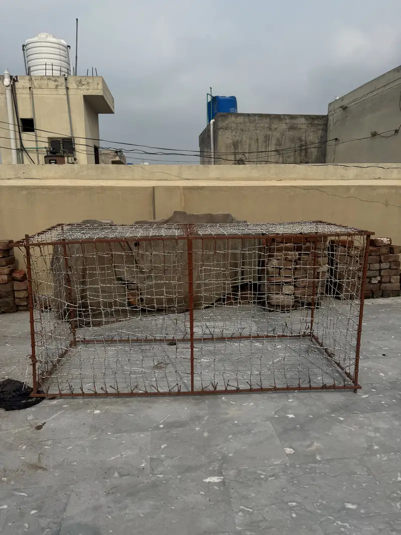 Aseel cage pinjra — photo 11