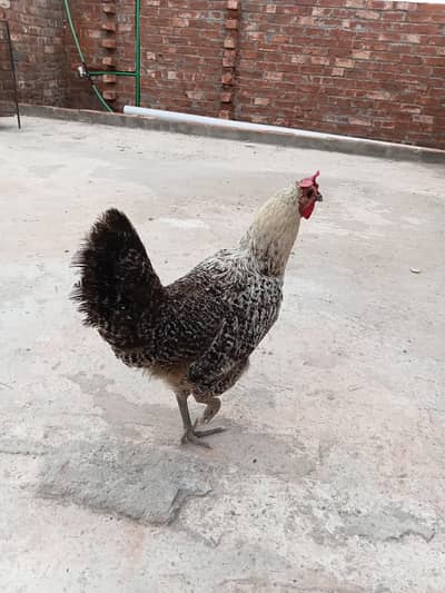 dasi ando wali murgi