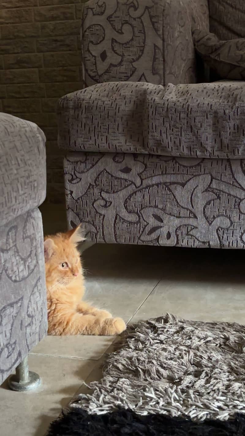 Fawn cat 2