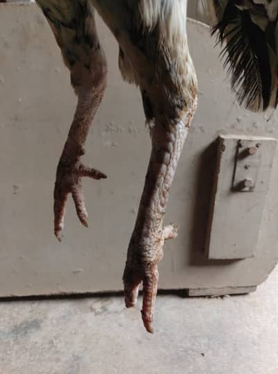 for sale ande Bache wali murgi inbox me
