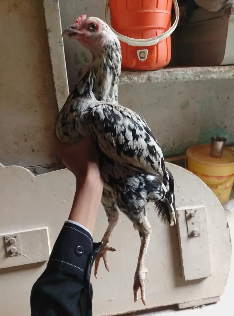 for sale ande Bache wali murgi inbox me — photo 2