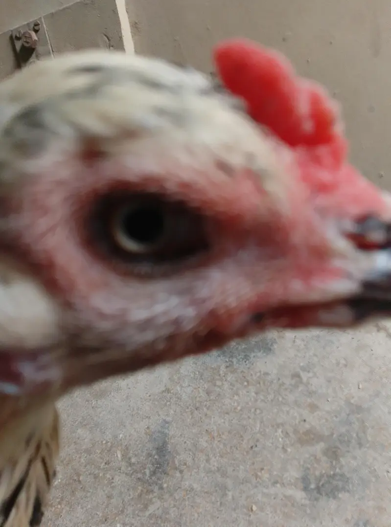 for sale ande Bache wali murgi inbox me — photo 3
