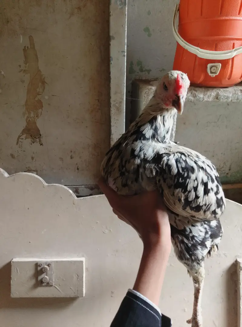 for sale ande Bache wali murgi inbox me — photo 4