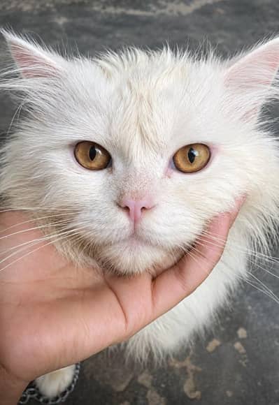 Good cat. . . .