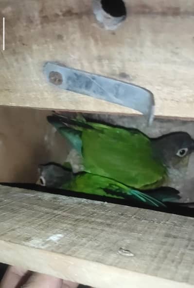 conure breeder pair with cage and box