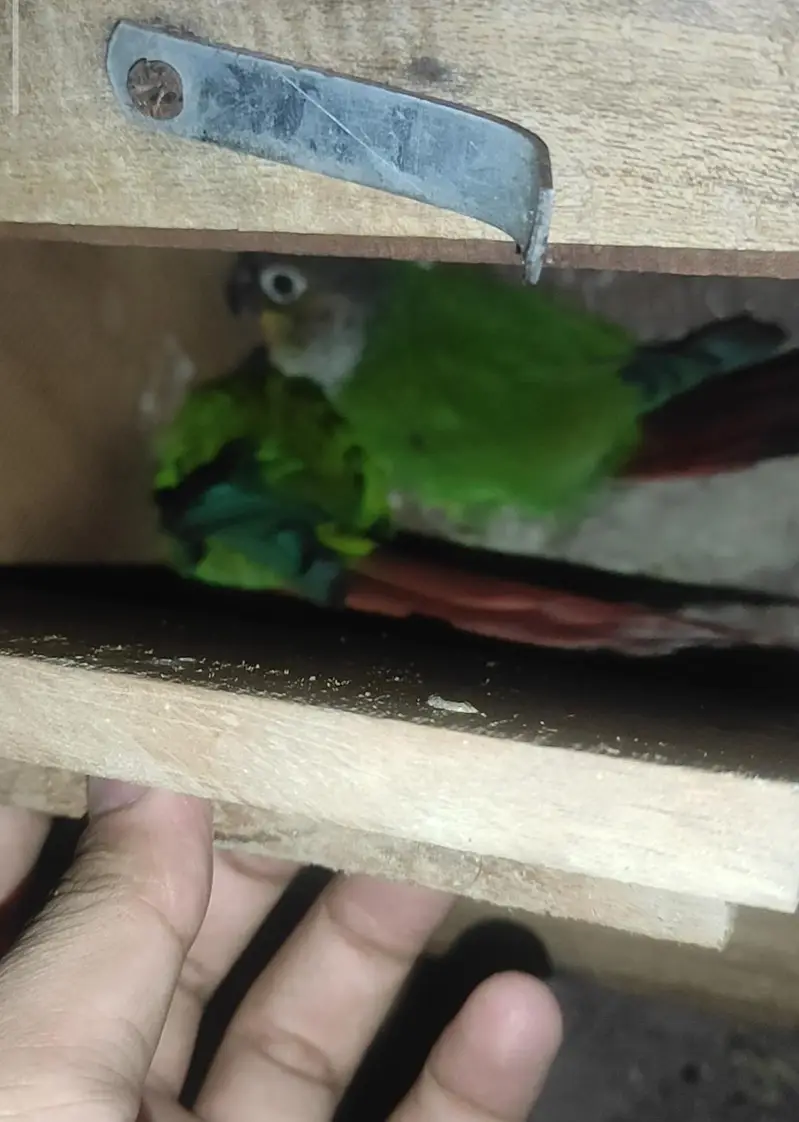 conure breeder pair with cage and box — photo 2