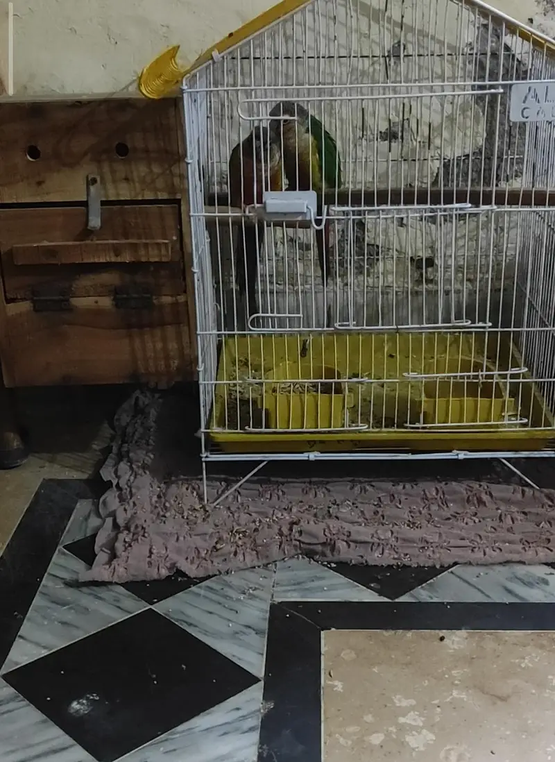 conure breeder pair with cage and box — photo 3
