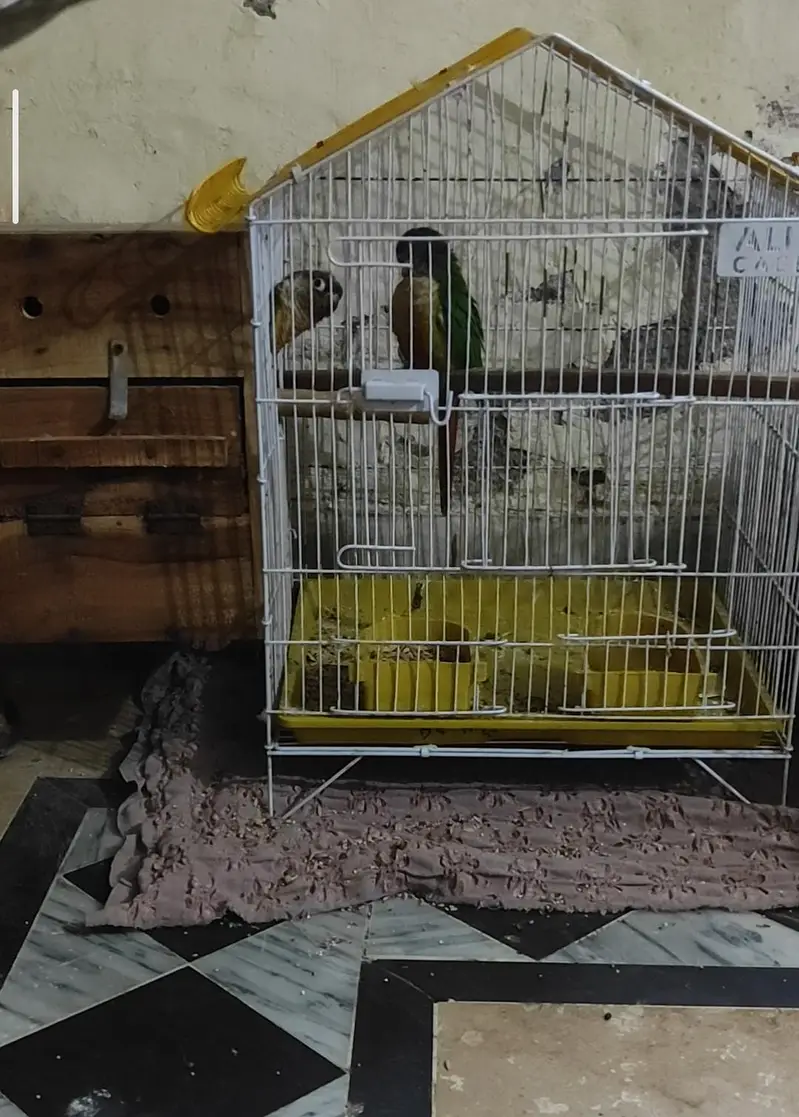conure breeder pair with cage and box — photo 4