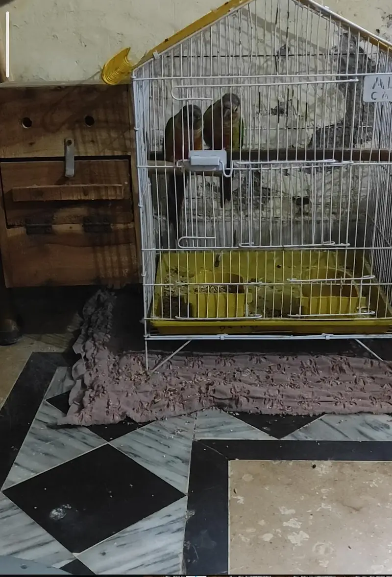 conure breeder pair with cage and box — photo 5