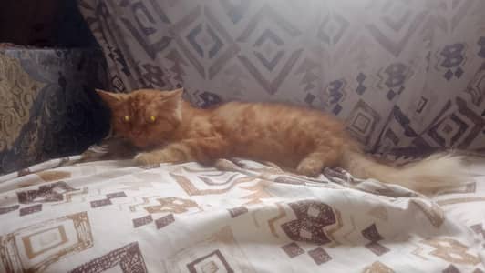 for sale orange Persian cat