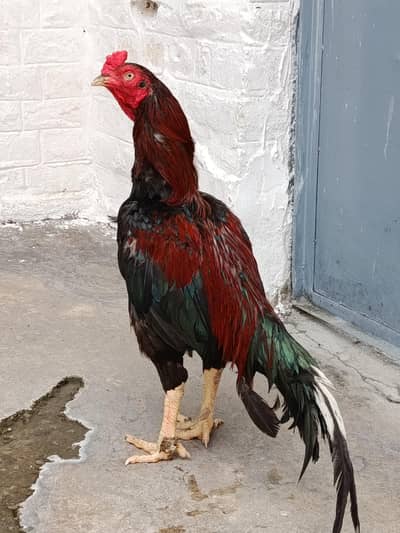 mianwali Aseel cock