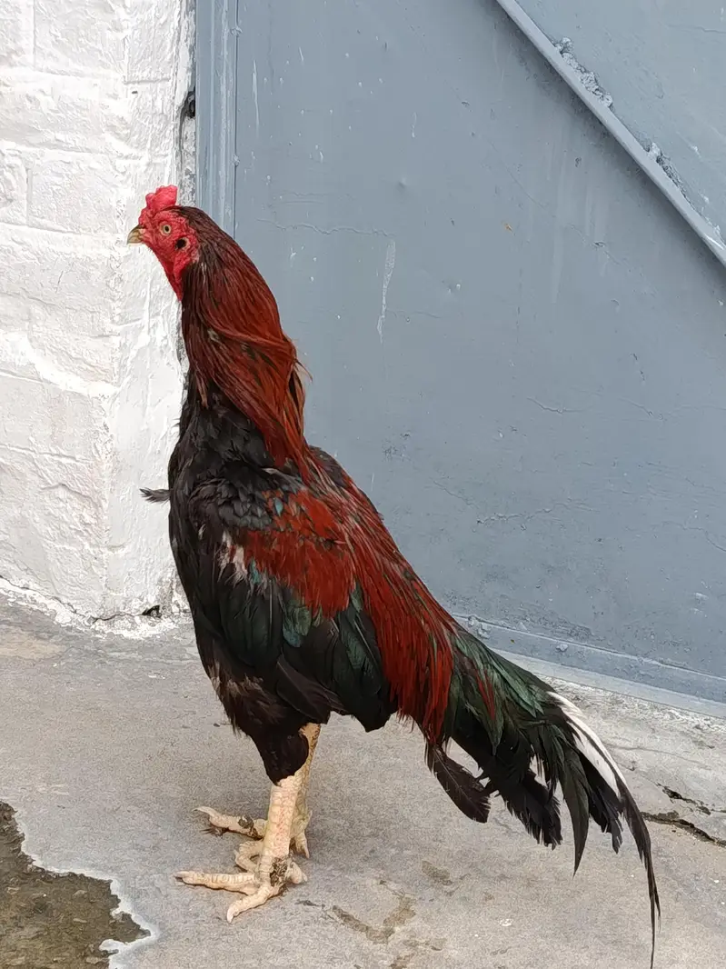 mianwali Aseel cock — photo 2